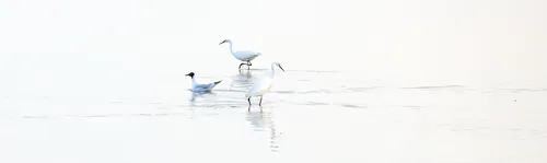 This landscape photograph taken in Christchurch, Dorset, United Kingdom during a spring evening shows a scene with birds and animals in a tranquil body of water. The main subjects are a black-headed gull and two great egrets, which are facing in opposite directions as they stand and wade in the shallow water. The gull, identifiable by its dark head and sleek profile, provides a contrast to the elegant, white egrets. The soft evening light enhances their reflections on the water’s surface, highlighting the peaceful atmosphere of the natural environment. This image captures local wildlife in springtime within Dorset, showcasing the diverse birdlife found in Christchurch.